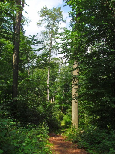 auf dem E4 ein schmaler Waldpfad